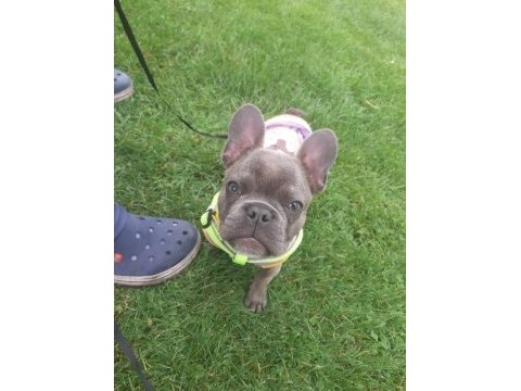 Sahiplendirmek üzere 7 aylık french bulldog