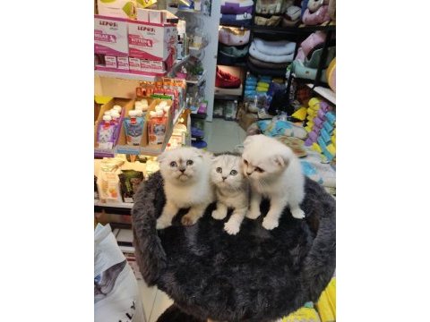 Sağlık ırk garantili scottish fold bebekler