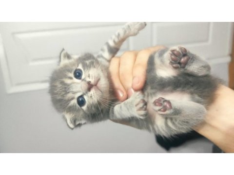 Hemen teslim mükemmel scottish fold tuvalet eğitimli