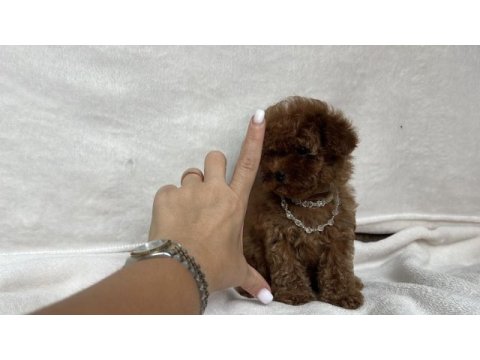 Teacup 2 karma aşılı poodle