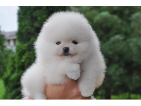Boo pomeranian teddy bear yavrular