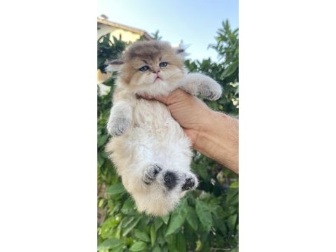 British longhair prenses henüz 40 günlük tosuncuk