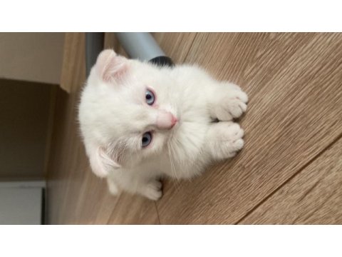2 aylık scottish fold yavru kedimiz