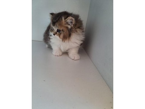 Scottish fold ve british shorthair yavrularımız