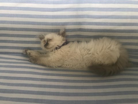 4 aylık dişi himalayan exotic yavrumuz
