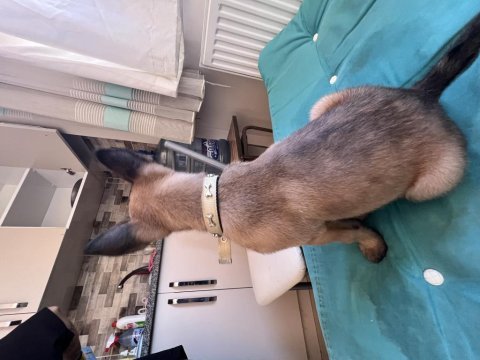 2 aylık safkan malinois