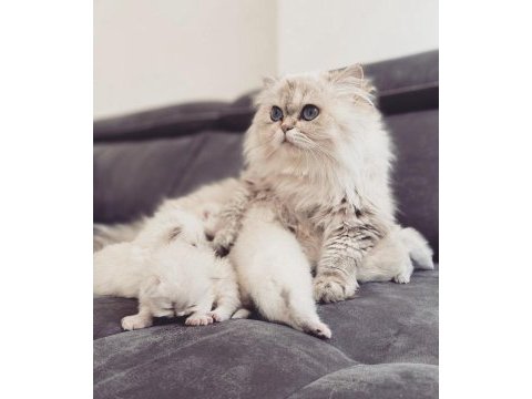 British longhair 2.5 yaşında