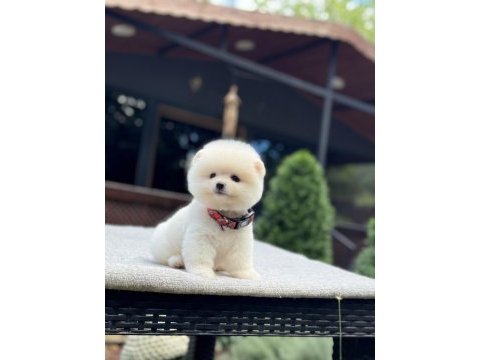 Orjinal pomeranian boo 