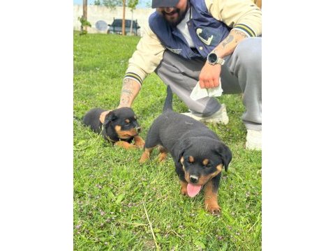 Baba türkiye şampiyonu anne baba srclı safkan köpekler