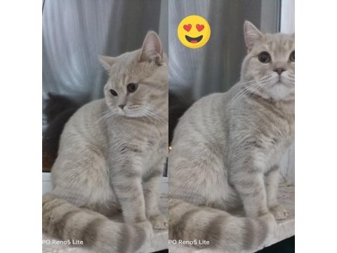 British shorthair merkürümüze eş arıyoruz