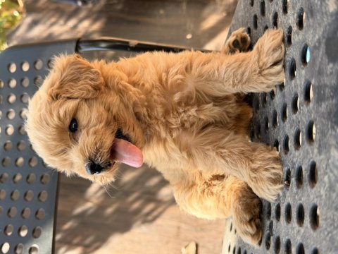 Maltipoo bebekler
