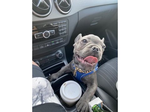 French bulldog blue egzotik erkek 5 aylık