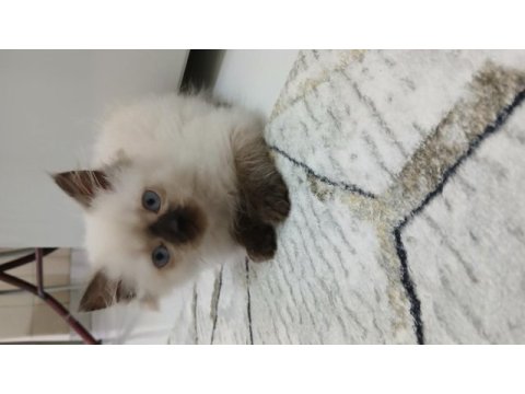 Dişi ragdoll kızım yeni yuvasını arıyor