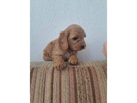 Cockapoo 2 aylık yavrular yeni yuvalarını arıyor