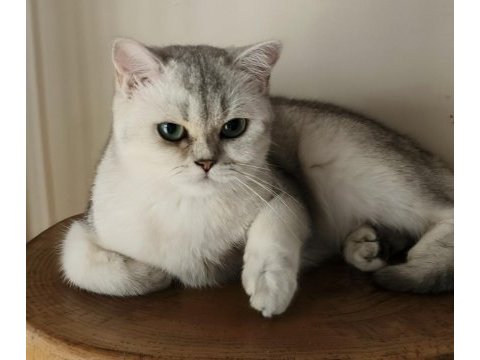 Scottish straight shorthair ns11 dişi