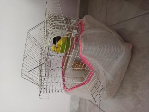 Muhabbet kuşumuz insan canlısı