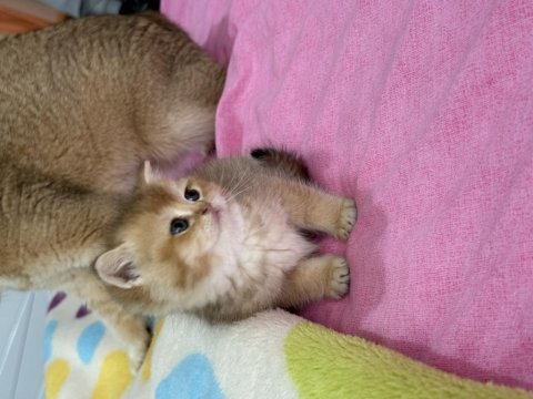 Ny12 safkan british shorthair bebekler