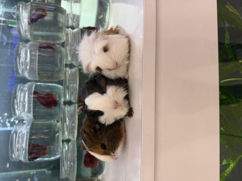 Ginepig yavruları renk renk