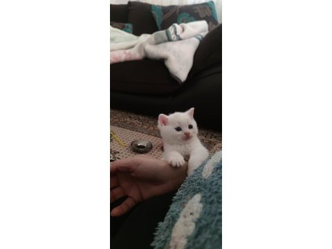 Sevdiğiniz için en güzeli british shorthair