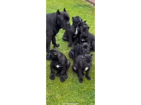 A kaliteli cane corso yavrular