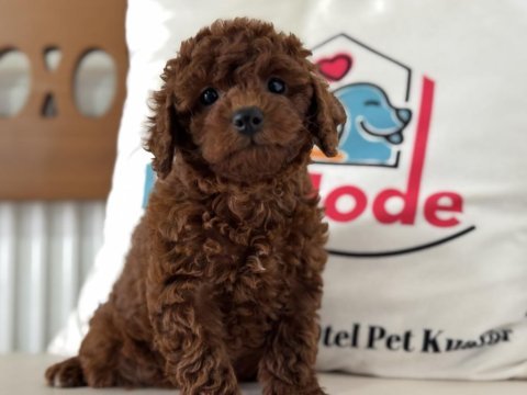 Petmode köpek çiftliğinden kore toy poodle