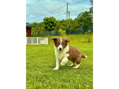 Üstün zekalı akıl küpü siyah ve kahve renk border collie