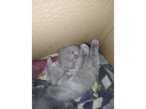 1 aylık british shorthair yavrular