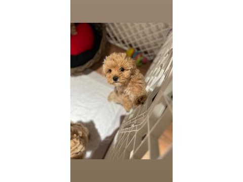 Büyümeme garantili tüy dökmeyen maltipoo