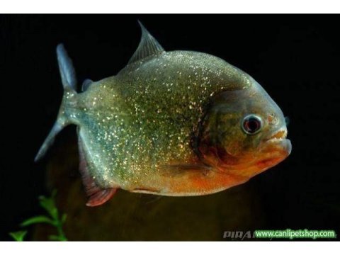 Pirana natteri etcil 1 adet 4-5 cm orjinal