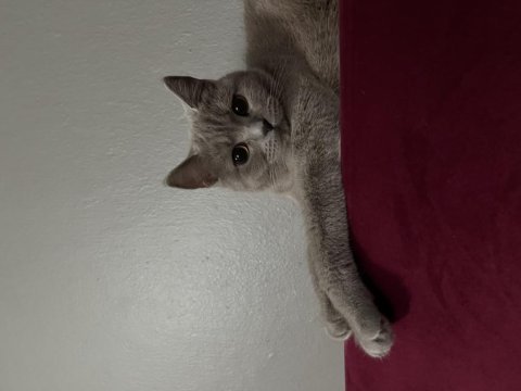 1-1,5 dişi british shorthair
