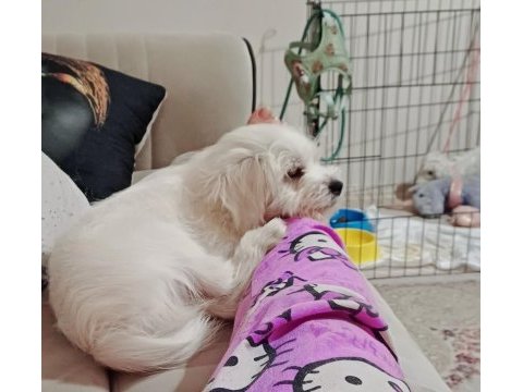 Maltese cesurum prensim