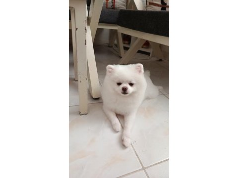 1 yaşında pomeranian oğlumuz