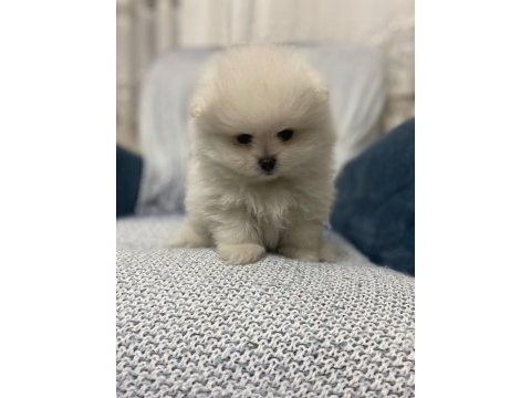 Pomeranian boo bebekler