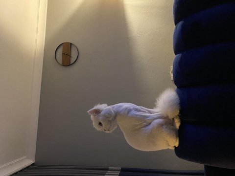 İsmi gibi british shorthair pamuğum