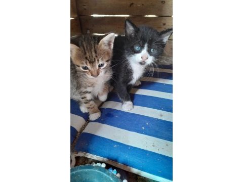 3 kardeşe sahip aranıyor kedilere