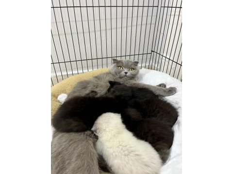 Bluepoint scottish fold ve straight bebekler rezerveye açık