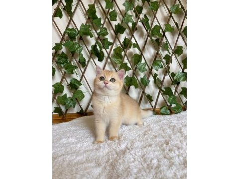 British shorthair golden ny12 dişi