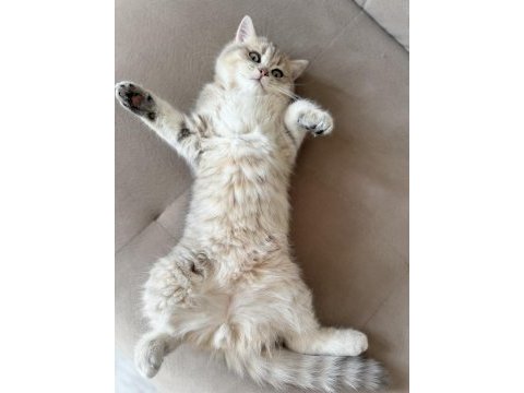 British longhair erkek