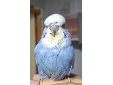 Show jumbo iri muhabbet kuşu bebeklerim