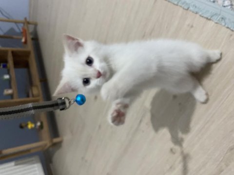 British shorthair yavrumuz