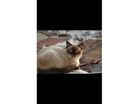 Dişi british shorthair