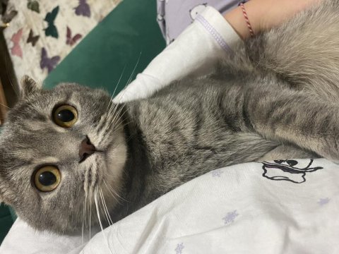 Scottish fold oğlumuza yuva arıyoruz