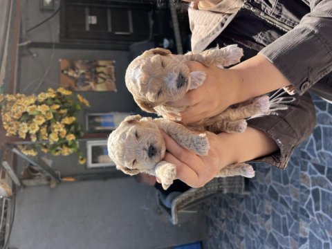 Toy poodle apricot yavrularımız