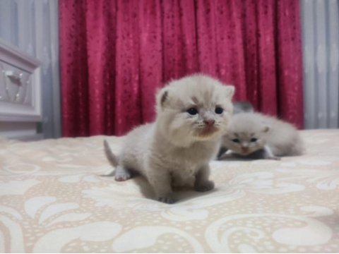 Saf british shorthair yavrular 25 günlük