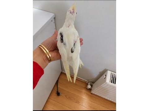 Creamface çift kanat heavy sultan papağanı