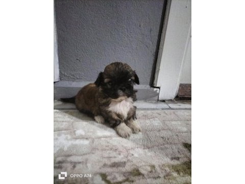 Shih tzu şitzu yavruları