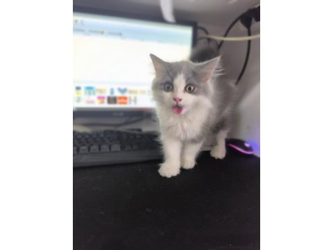 Bicolor british longhair