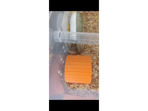 Kayseri gonzales hamster