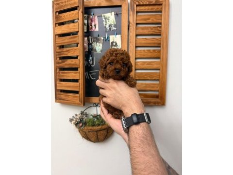 Teacup poodle yavru