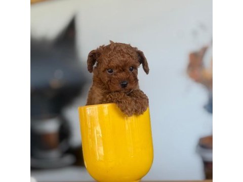 2 aylık ırk ve sağlık garantili poodle köpekler